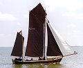 Seriola
